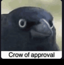 crow-of-approval-crow